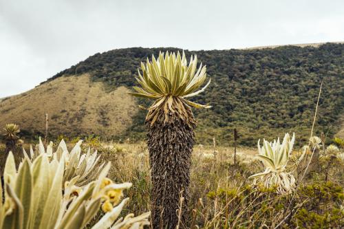 The paramo in Colombia.