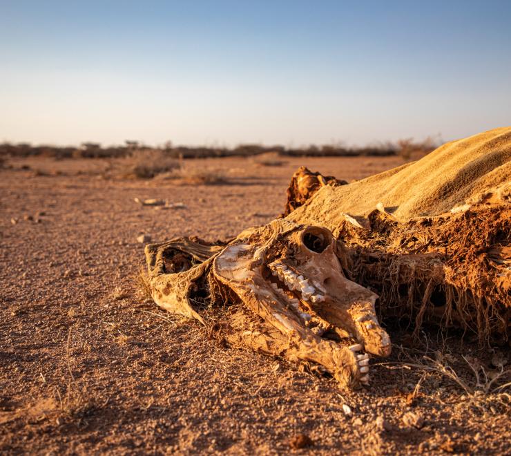 Dead livestock found inside/outside the community of Ceel-Dheere, Somaliland. 