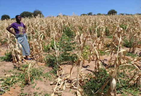 Given Muwana stands in her farm, her crops are damaged by the drought