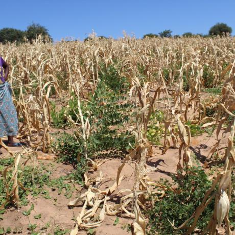 Given Muwana stands in her farm, her crops are damaged by the drought