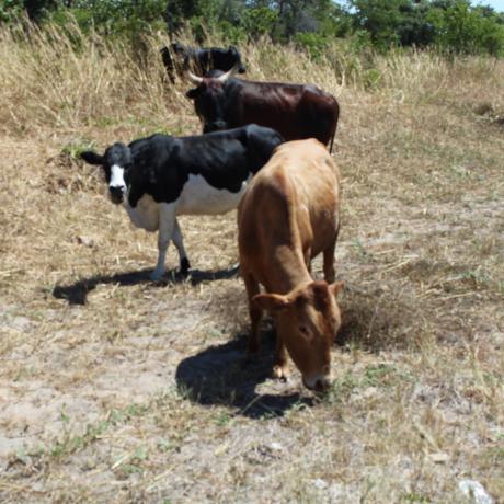 A photo of some cows in a farmer's field