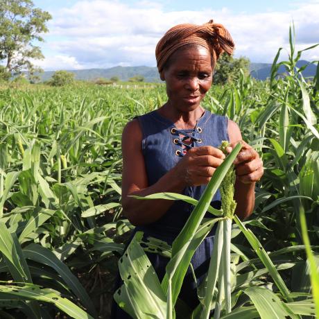 Mavis and Berita at the millet and sorghum crops, short season variety as part of the Crisis Modifier programme 