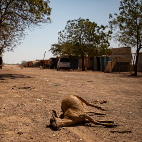 Dead livestock found inside/outside the community of Ceel-Dheere, Somaliland.