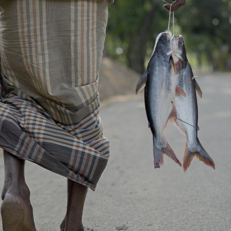 Fish from market in Bangladesh