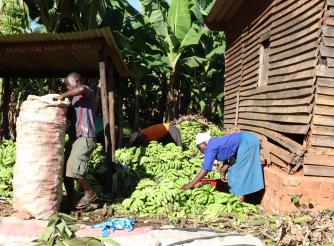 Preparing the banana crop for sale, that the community depends on