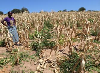 Given Muwana stands in her farm, her crops are damaged by the drought