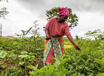 A woman farmer harvesting crops in a field