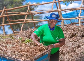 ActionAid is training smallholder farmers on agroecology farming techniques to increase crop yield and adapt to the impact of the changing climate.