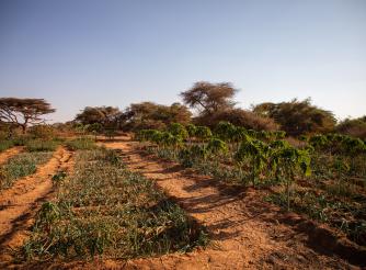 A thriving farm despite the drought, from Ceel-Hume, Somaliland 