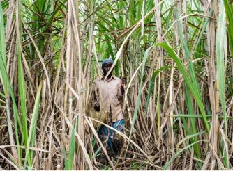 Photographer: Patrick Onen (A woman at a sugarcane plantation in Kiryandongo, Uganda)